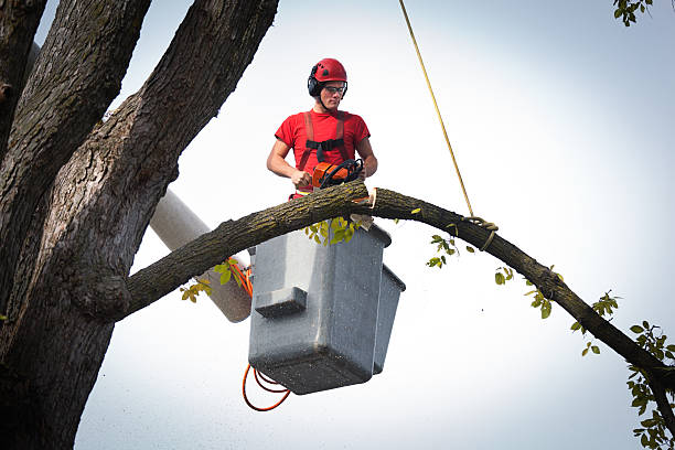 The Steps Involved in Our Tree Care Process in Lowell, NC